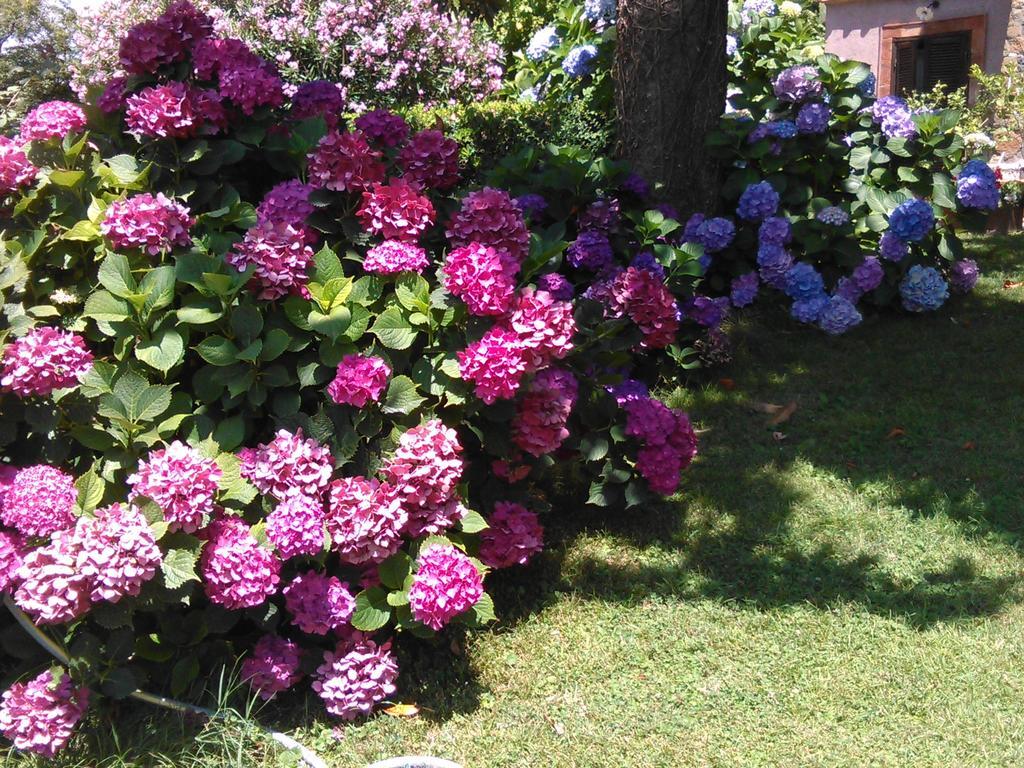 B&B Vigna Rosa Trevignano Romano Exterior photo